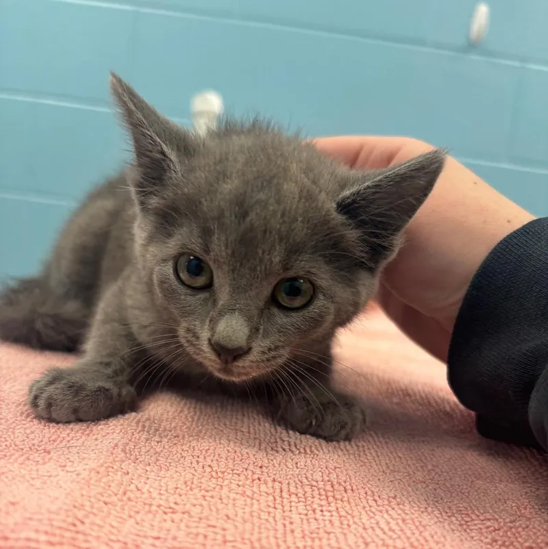 A young medium-sized female Gray / Blue / Silver Domestic Short Hair cat named Yolie for adoption in Frankfort, KY