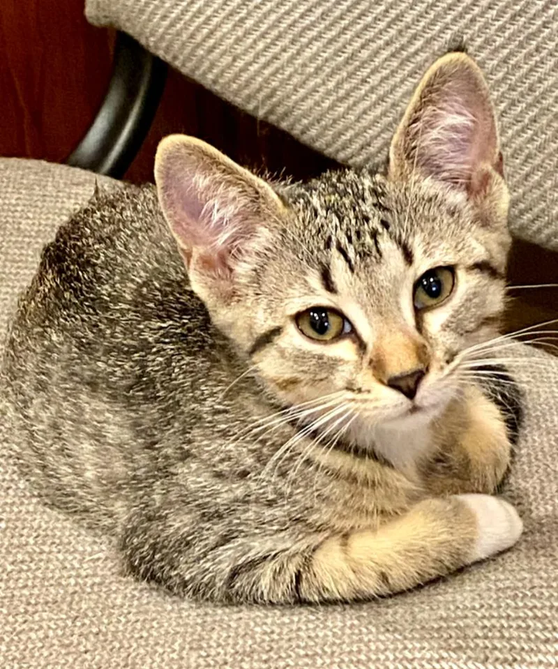 A young medium-sized female Domestic Short Hair cat named Daisy for adoption in Phoenix, AZ