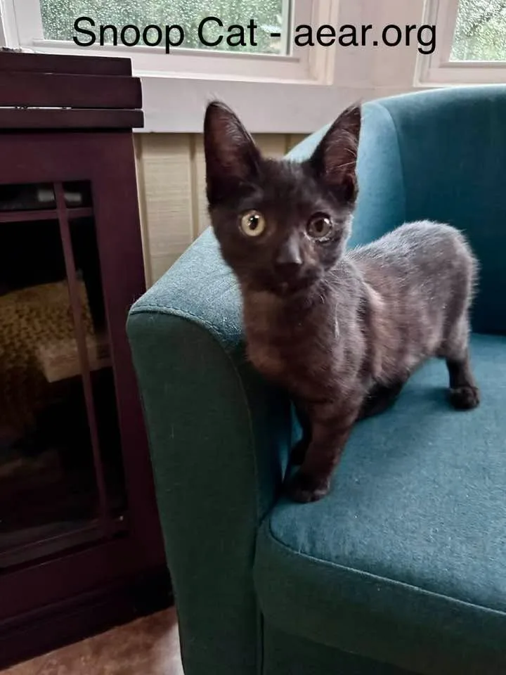 A baby medium-sized male Domestic Medium Hair cat named Snoop Cat for adoption in Libertyville, IL