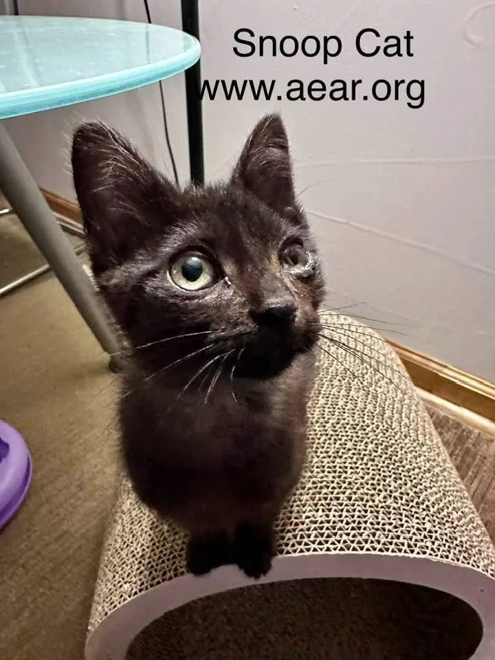 Snoop Cat thumbnail 2