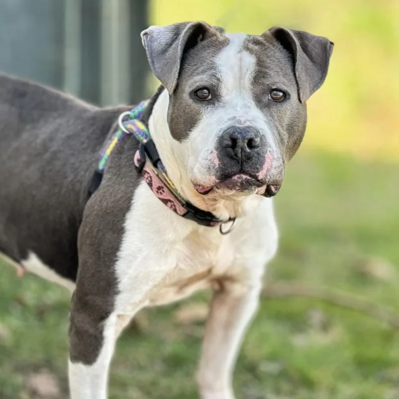 An adult large-sized female Brown / Chocolate Mixed Breed dog named Kesha for adoption in Davenport, IA