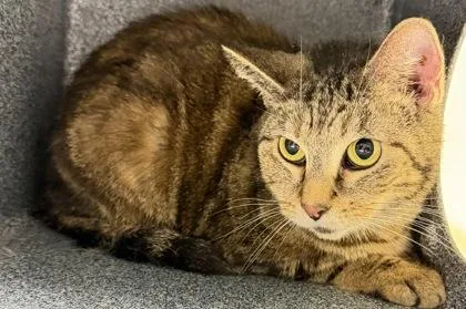 An adult small-sized female Domestic Short Hair cat named Oreo for adoption in Daytona Beach, FL