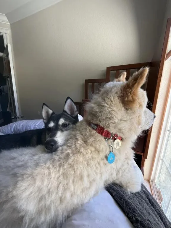 A young medium-sized female Gray / Blue / Silver Husky dog named Ling Ling for adoption in Davis, CA