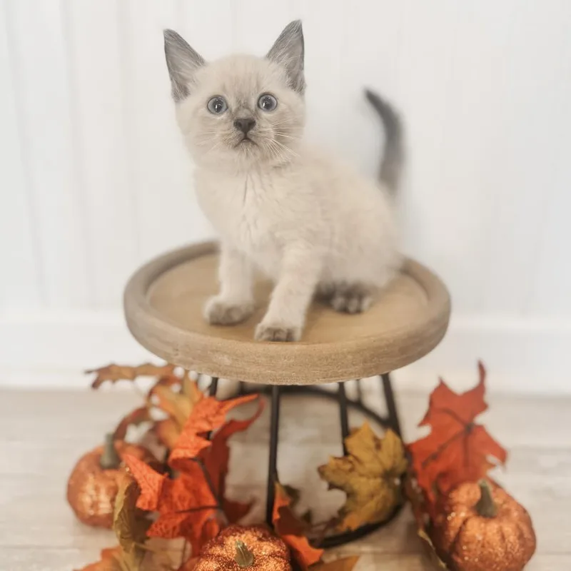 A baby small-sized male Siamese cat named Glacier for adoption in Brownsboro, AL