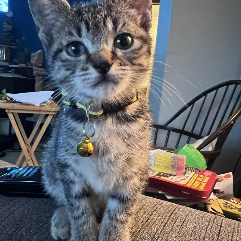 A baby medium-sized female Tabby (Gray / Blue / Silver) Tabby cat named Mango for adoption in Pasco, WA