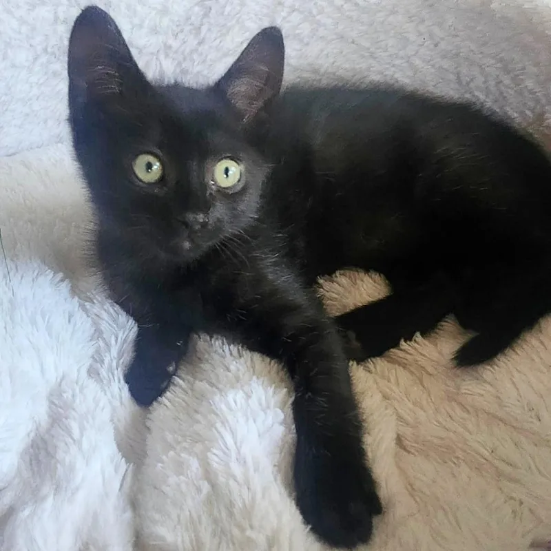 A baby small-sized female Black Domestic Short Hair cat named Sister for adoption in Pleasant Hill, CA