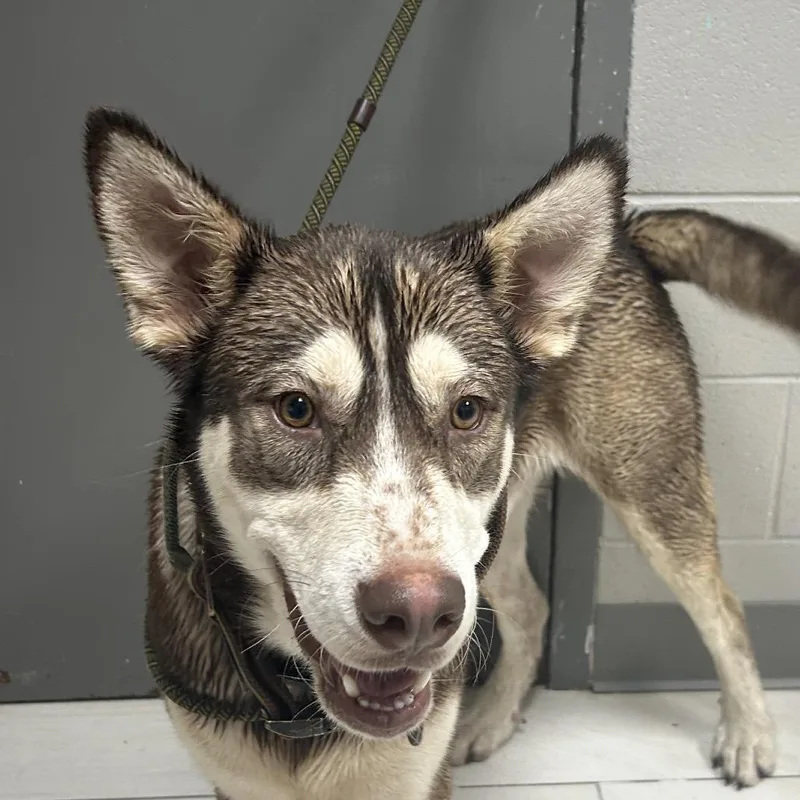 An adult large-sized male Brown / Chocolate Husky dog named Olie for adoption in Lufkin, TX