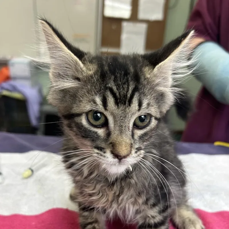A baby small-sized male Gray / Blue / Silver Domestic Short Hair cat named Mort for adoption in West Point, MS