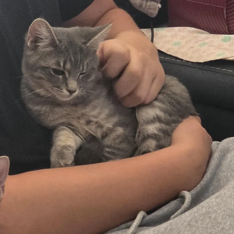 A baby medium-sized female Domestic Short Hair cat named Marilyn for adoption in Litchfield Park, AZ