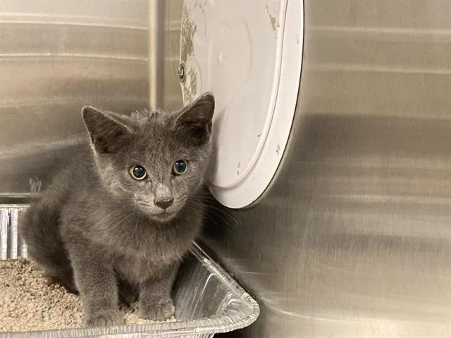 A baby small-sized male Domestic Short Hair cat named Alpaca for adoption in Tustin, CA