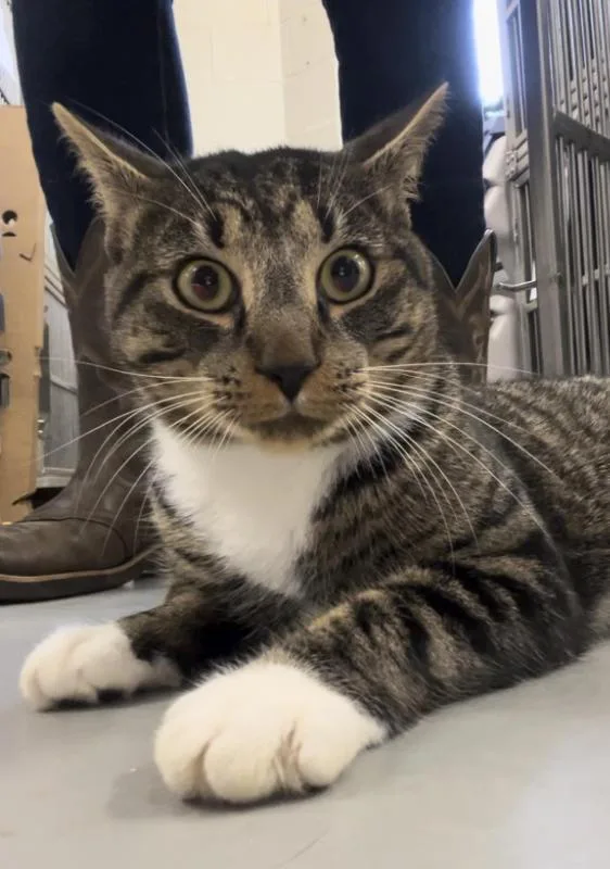 An adult large-sized male White Domestic Short Hair cat named Whiskers for adoption in Burgaw, NC