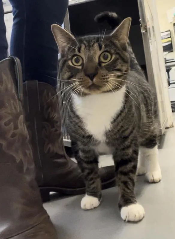 Whiskers thumbnail 2