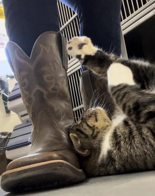 Whiskers thumbnail 3