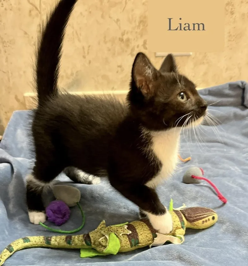 A baby small-sized male Black & White / Tuxedo Domestic Short Hair cat named Liam for adoption in Chalfont, PA