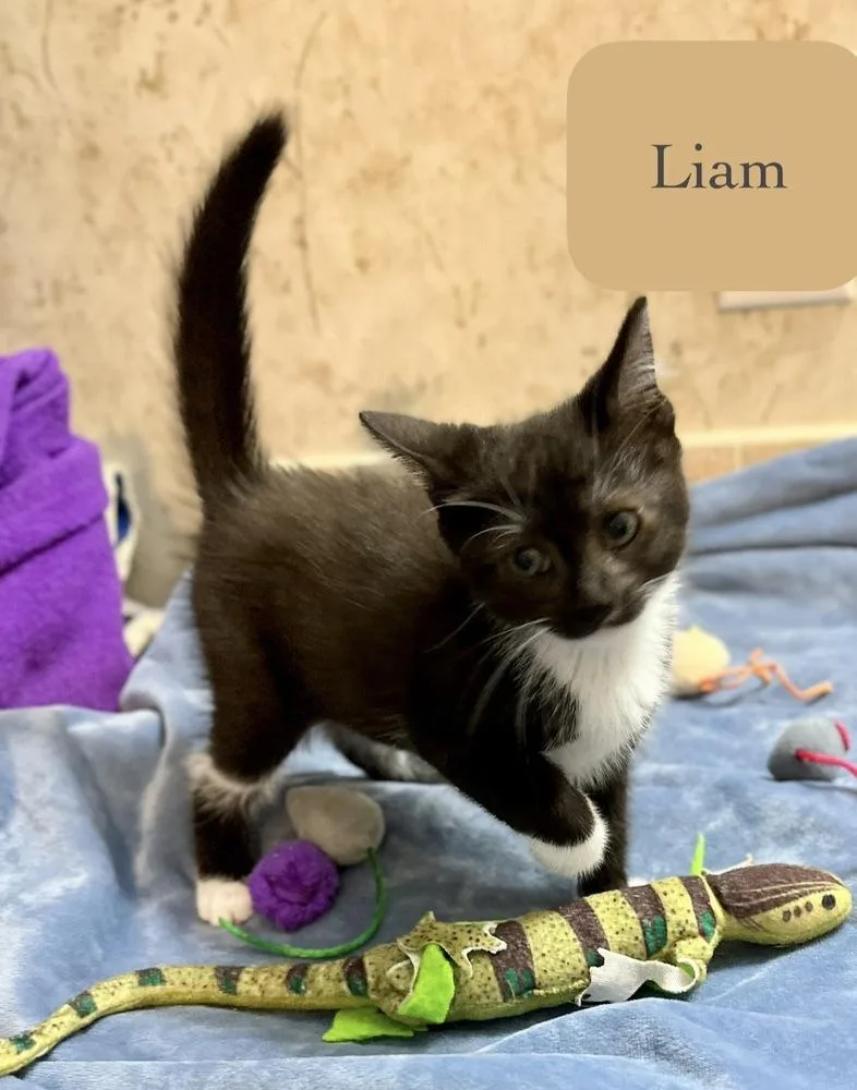 Liam thumbnail 2