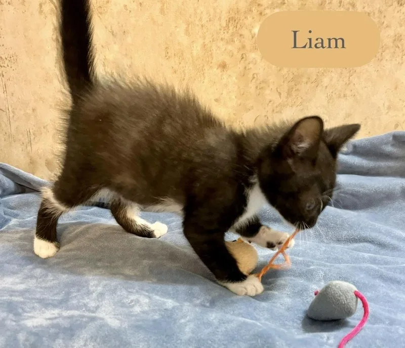 Liam thumbnail 3