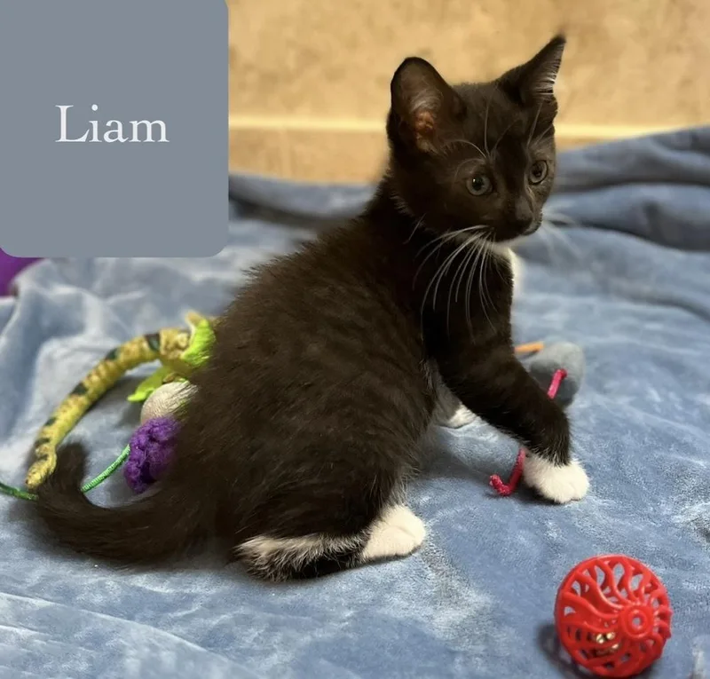Liam thumbnail 4