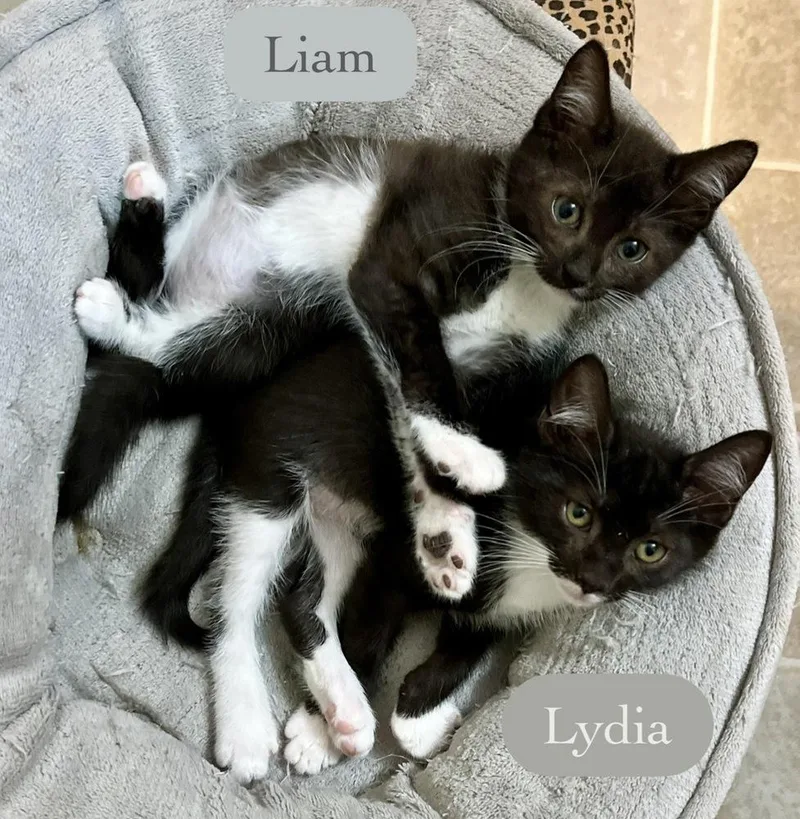 Liam thumbnail 5