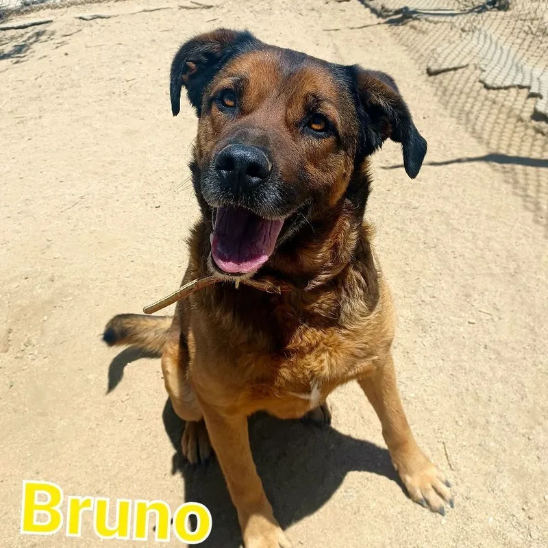 Bruno thumbnail 2