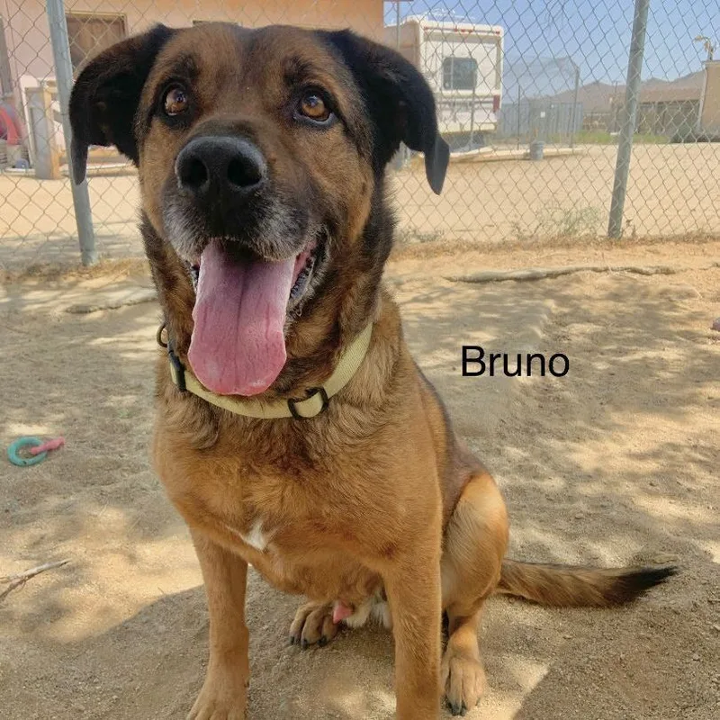 Bruno thumbnail 5