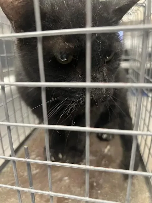A senior large-sized male Domestic Short Hair cat named Oliver for adoption in Las Vegas, NV