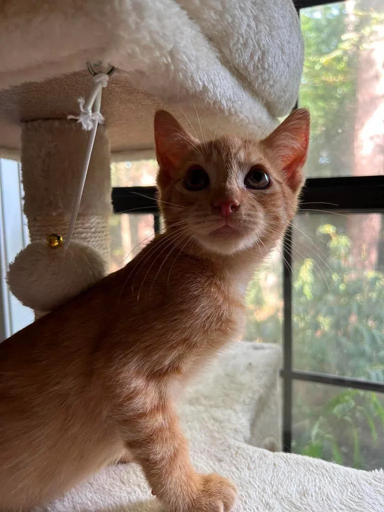 A baby large-sized male Domestic Short Hair cat named Clark for adoption in warrenville, SC