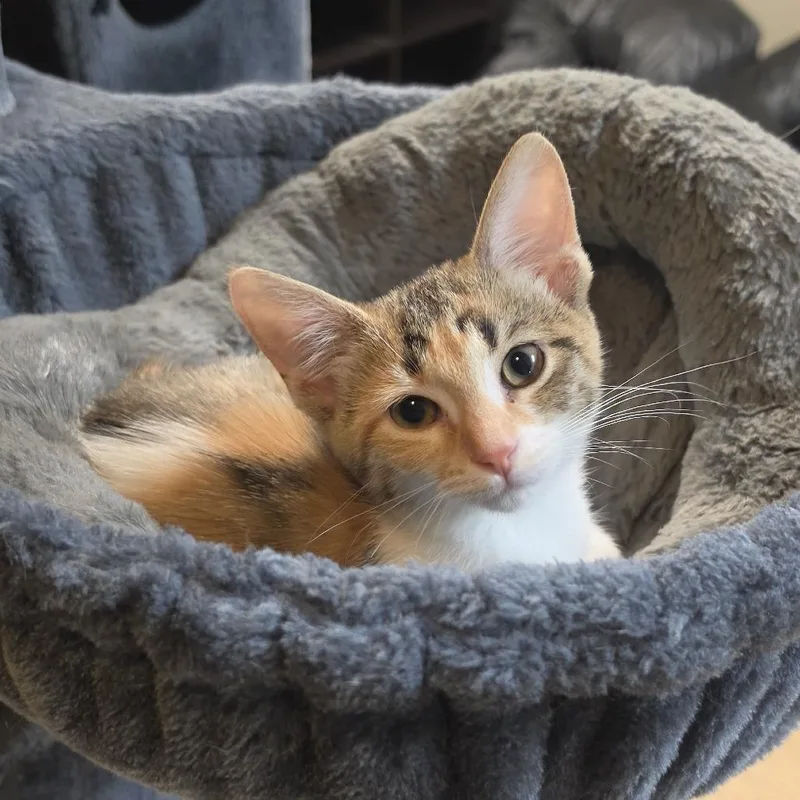 A baby small-sized female Calico Domestic Short Hair cat named Paisley for adoption in Columbus, OH