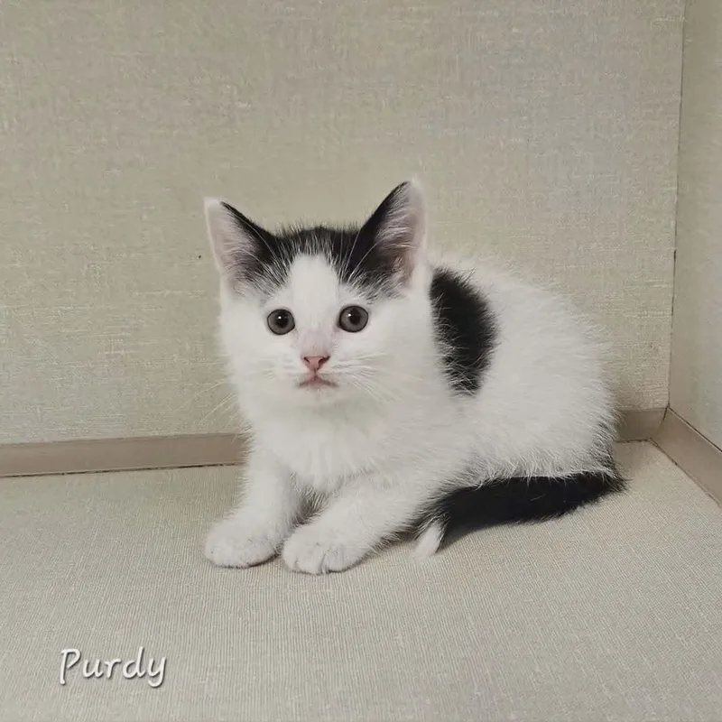 A baby medium-sized female White Domestic Short Hair cat named Purdy for adoption in Wapakoneta, OH
