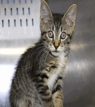 A baby small-sized male Domestic Short Hair cat named Bugs for adoption in Largo, FL