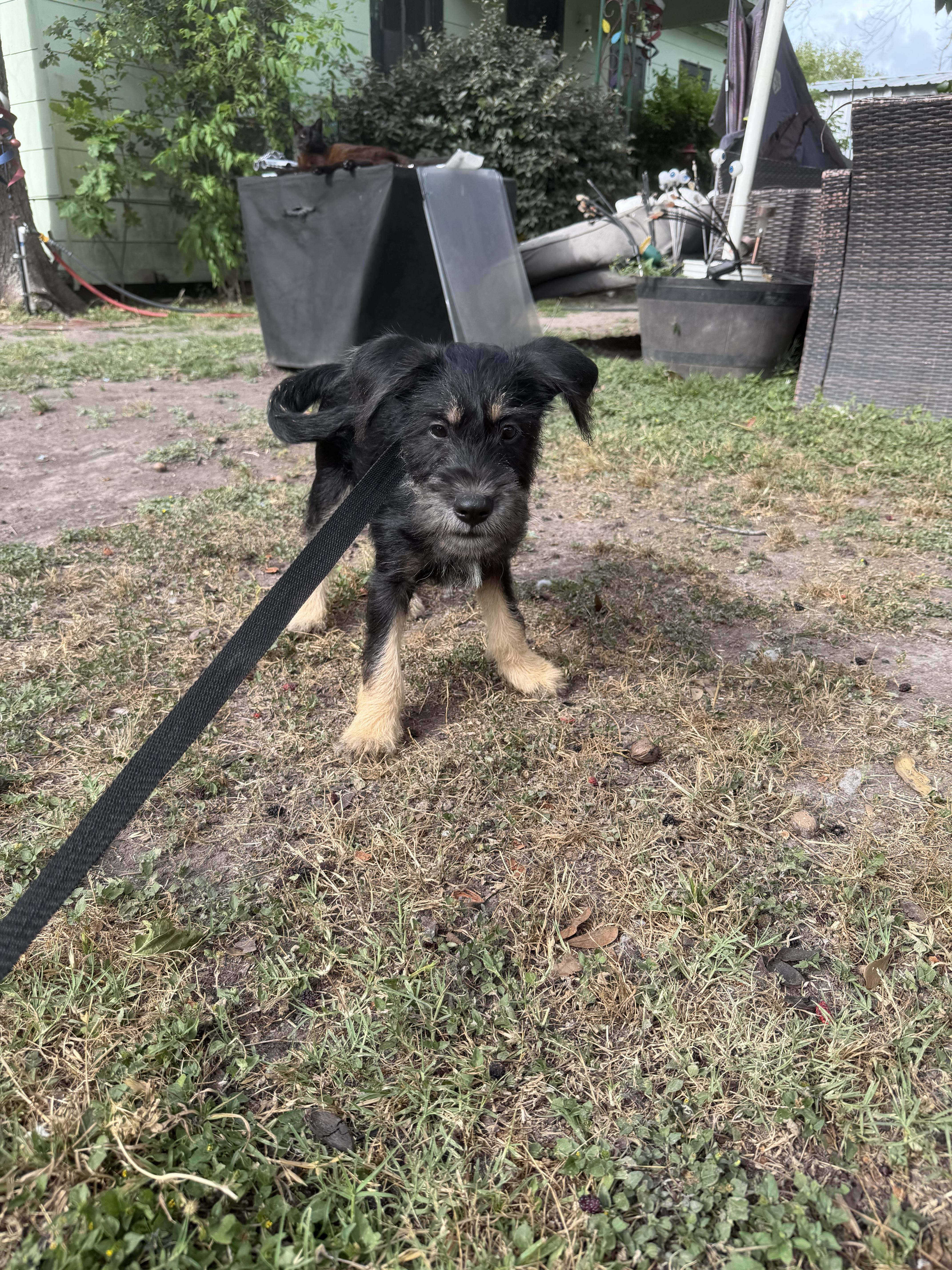 A young small-sized male Schnauzer dog named Scout for adoption in Louise, TX