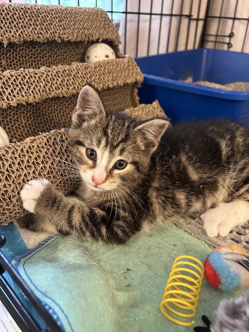A baby small-sized male Domestic Short Hair cat named Rocky & Apollo for adoption in BREINIGSVILLE, PA