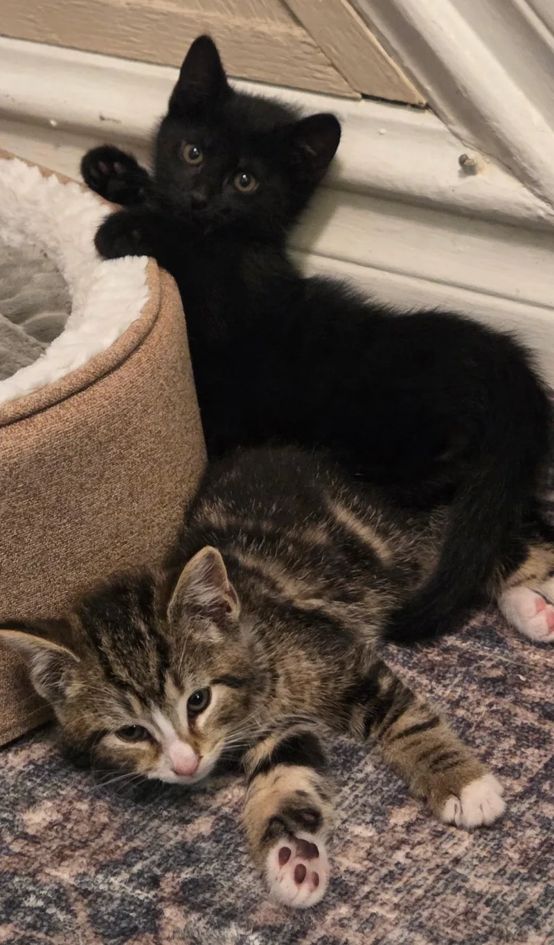 Rocky & Apollo thumbnail 2