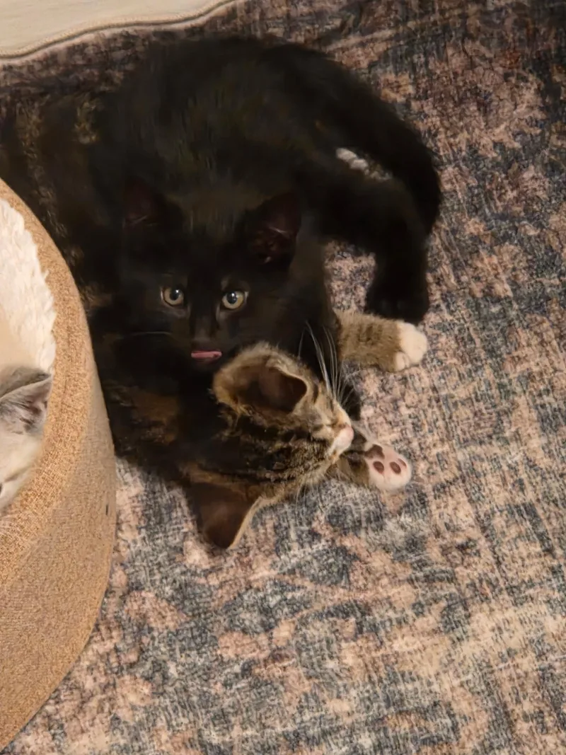 Rocky & Apollo thumbnail 4