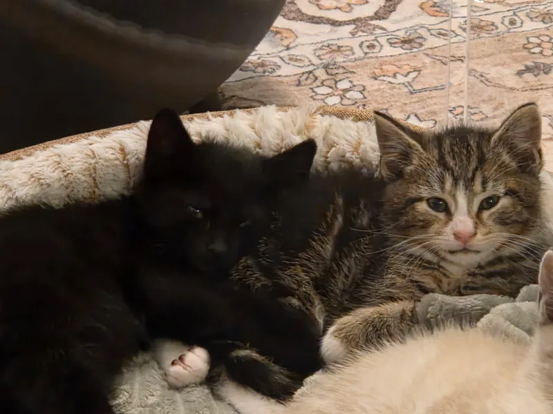 Rocky & Apollo thumbnail 5