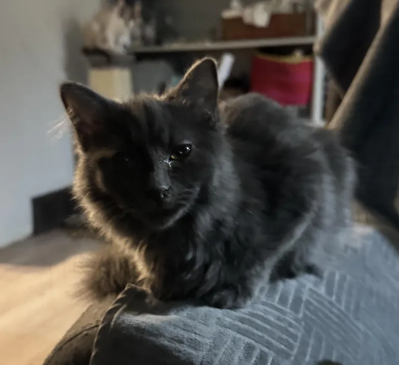 A baby medium-sized male Gray / Blue / Silver American Shorthair cat named Frasier for adoption in Massillon, OH