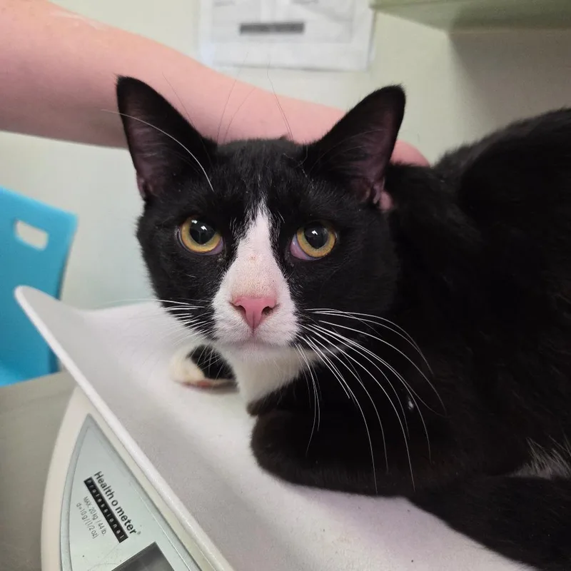 A young medium-sized male Black Domestic Short Hair cat named Matz for adoption in Charleston, WV