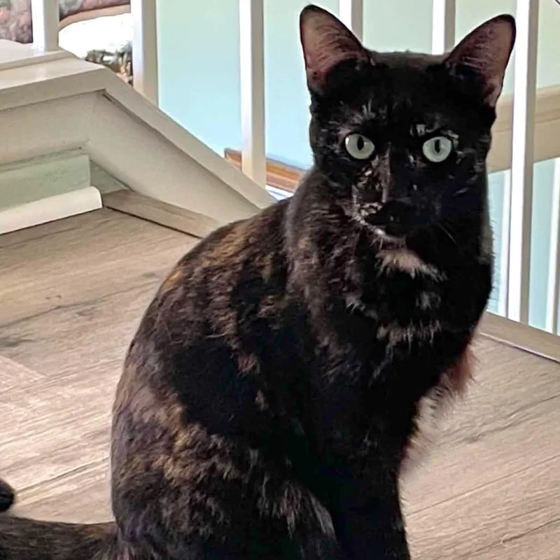 An adult medium-sized female Tortoiseshell Domestic Short Hair cat named Gretchen for adoption in Hemet, CA