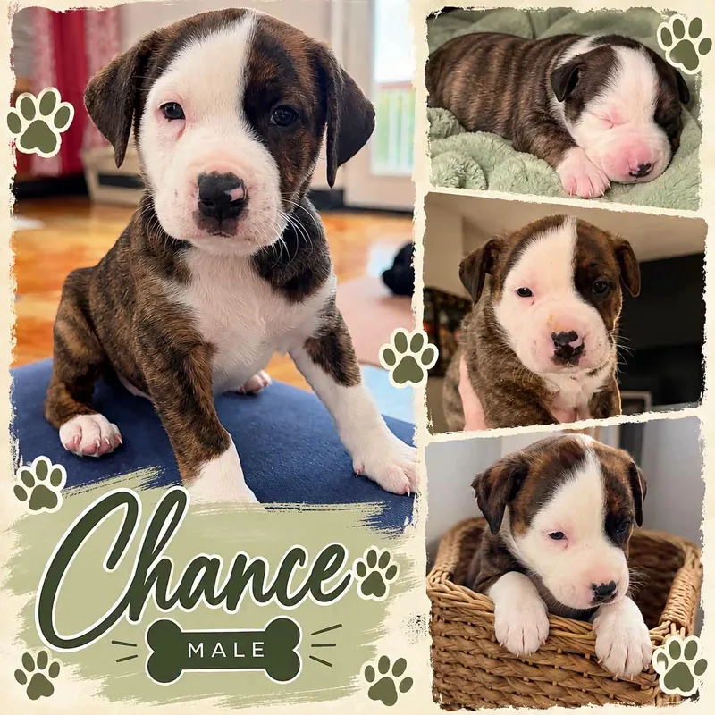 A baby medium-sized male Brindle Pit Bull Terrier dog named Chance for adoption in Lexington, MO