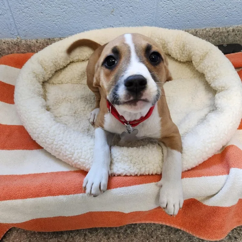 A baby small-sized female Brown / Chocolate Terrier dog named Mama's Pups: Ellen for adoption in Falls Church, VA