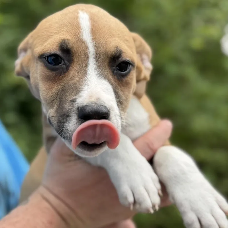 Mama's Pups: Ellen thumbnail 2
