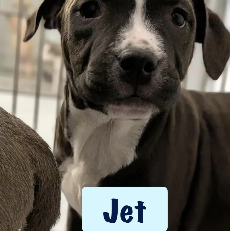 Jet