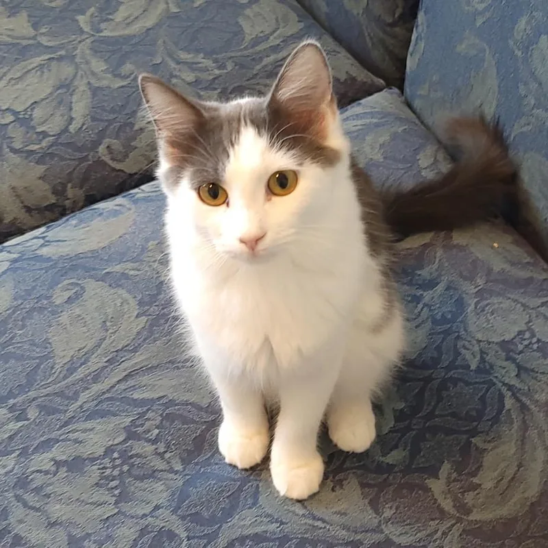 A young medium-sized male Domestic Short Hair cat named Hana for adoption in Leander, TX