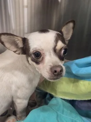 An adult small-sized female Chihuahua dog named Kandy Korn for adoption in Atlanta, GA