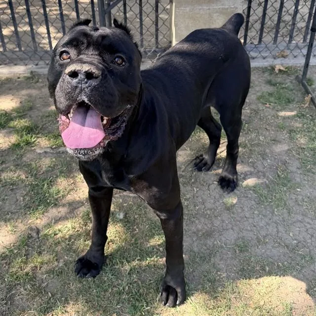 An adult large-sized male Cane Corso dog named Jethro for adoption in Riverside, CA