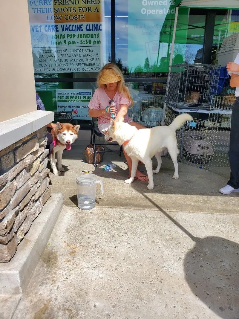 Simple Simon Mini Malamute thumbnail 2