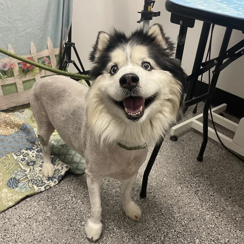 A senior large-sized male Siberian Husky dog named Balto for adoption in Henderson, NV