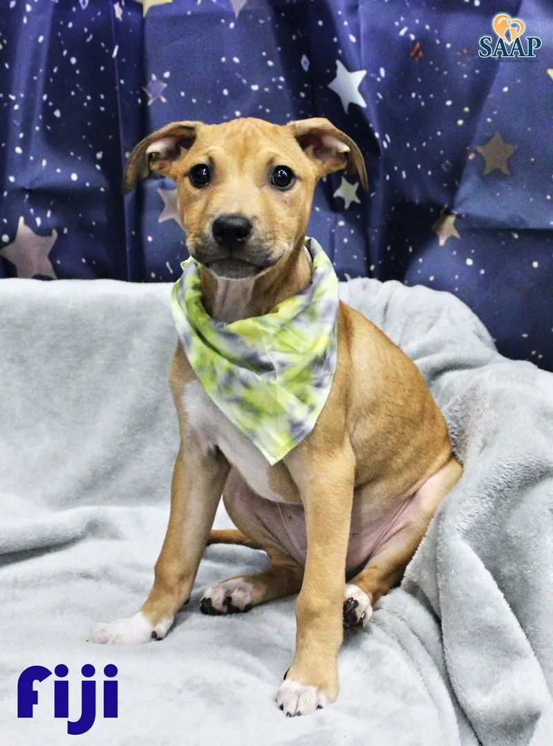 A baby medium-sized male Terrier dog named Fiji for adoption in Newport, KY