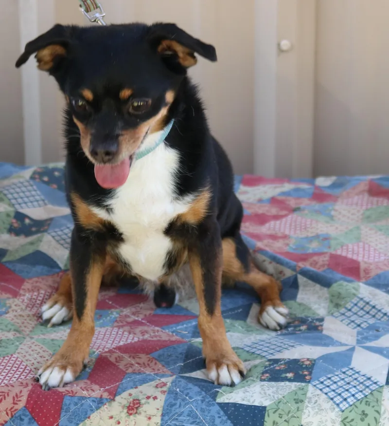 An adult small-sized male Chihuahua dog named Toby for adoption in Bandera, TX