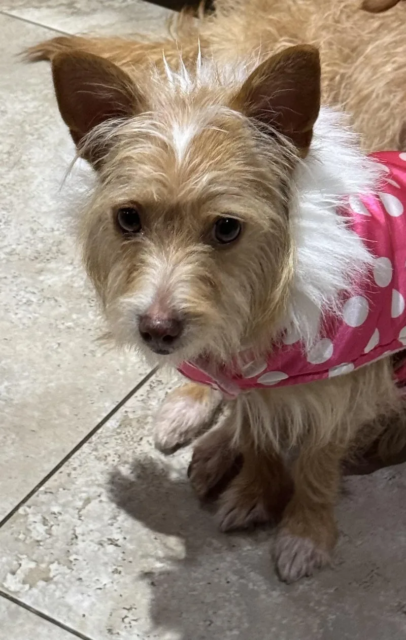 Buttercup thumbnail 2