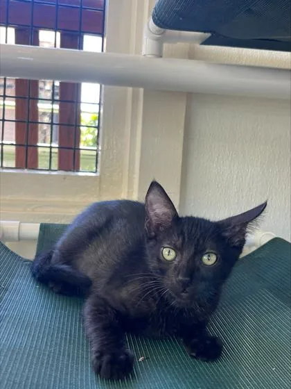 Indigo